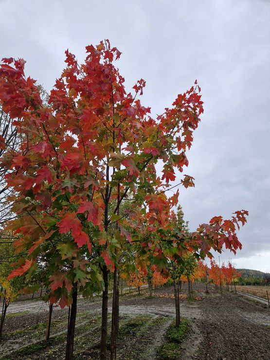 Acer platanoides Spisslønn