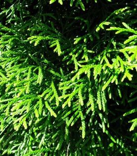 Nærbilde av bar på Thuja occidentalis ‘Smaragd’