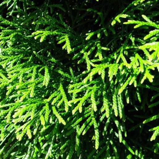 Nærbilde av bar på Thuja occidentalis ‘Smaragd’