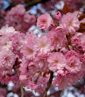 Japankirsebær ‘Kanzan’