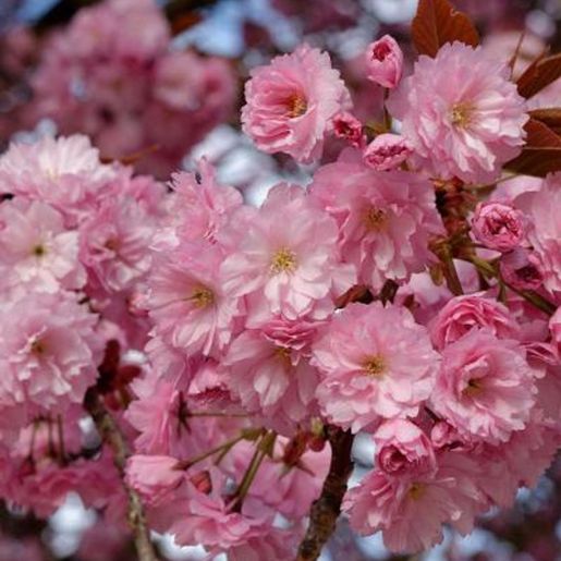 Japankirsebær ‘Kanzan’