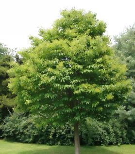Grønn, rund krone på Syringa reticulata ‘Ivory Silk’ Sommersyrin