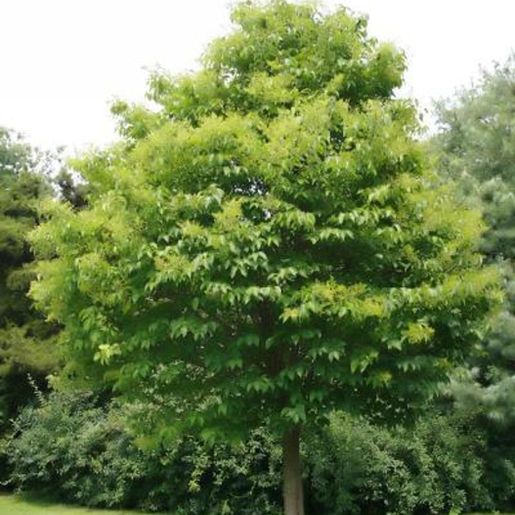 Grønn, rund krone på Syringa reticulata ‘Ivory Silk’ Sommersyrin