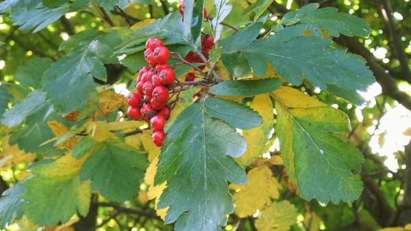 Sorbus Rognasal fk Harstad