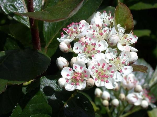 Aronia melanocarpa fk Moskva E