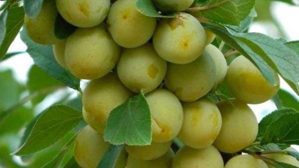 Gule plommer på Prunus domestica 'R. C. d'Oullins' plommetre