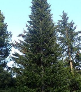 Høy Abies sibirica Sibiredelgran i barskog