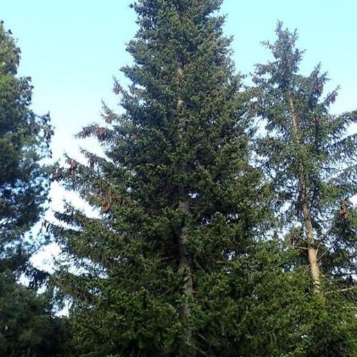Høy Abies sibirica Sibiredelgran i barskog