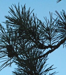 Gren og nåler på Pinus sylvestris skogfuru