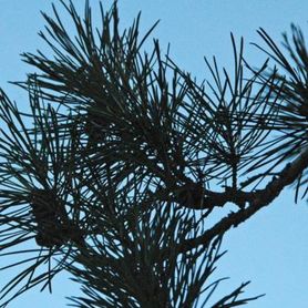 Gren og nåler på Pinus sylvestris skogfuru