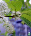 Prunus maackii GALLA® E Neverhegg med blomster og blader