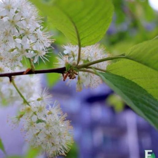 Prunus maackii GALLA® E Neverhegg med blomster og blader