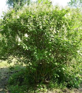 Syringa josikaea ‘Holger’ Ungarsk Syrin