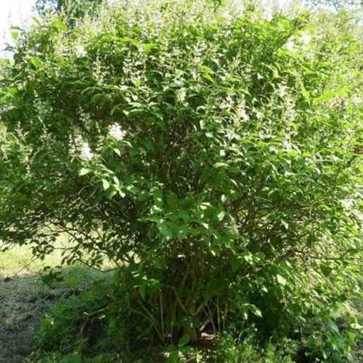 Syringa josikaea ‘Holger’ Ungarsk Syrin