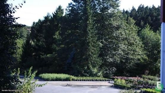 Tett skog av Picea omorika fk Ringsaker E serbergran