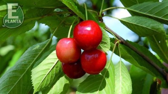 Fire søtkirsebær i klase på Prunus avium ‘Merton Glory’ kirsebærtre 