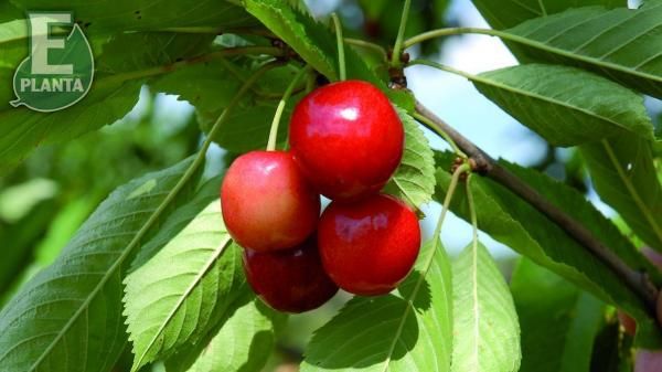 Fire søtkirsebær i klase på Prunus avium ‘Merton Glory’ kirsebærtre 