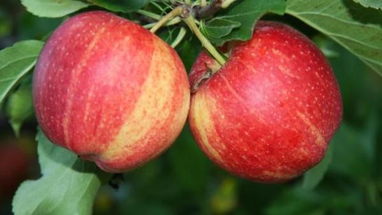 To røde epler på gren på Malus domestica 'Rød Haugmann' epletre