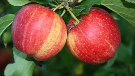 To røde epler på gren på Malus domestica 'Rød Haugmann' epletre