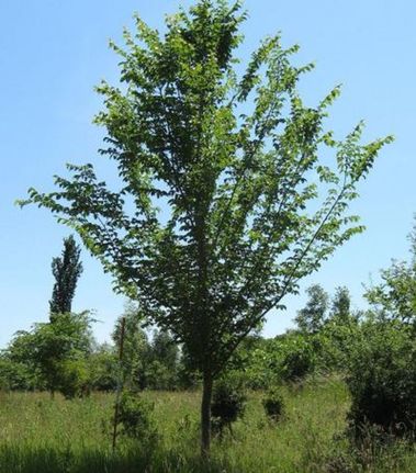 Ulmus Lutece almetre med grønne blader på jorde