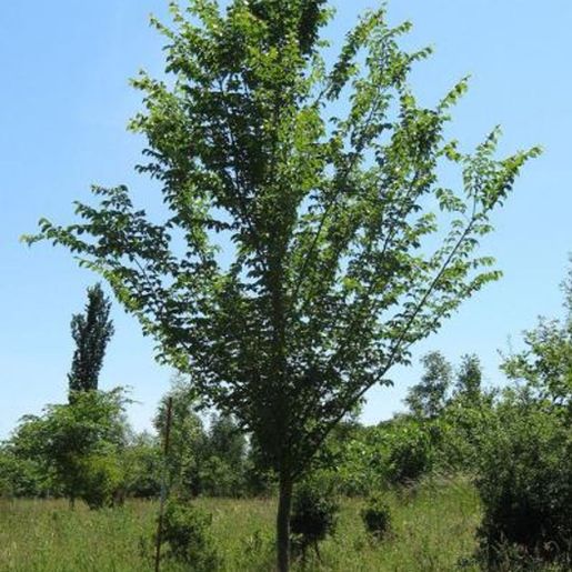 Ulmus Lutece almetre med grønne blader på jorde