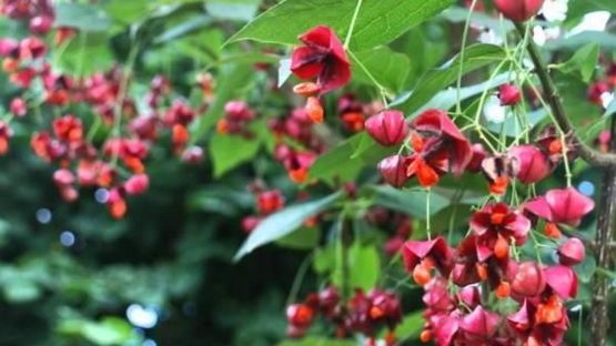 Røde blomster på Euonymus planipes fk Sauherad Sakalinbeinved