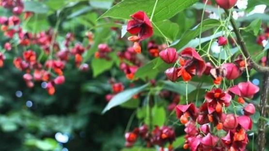 Røde blomster på Euonymus planipes fk Sauherad Sakalinbeinved