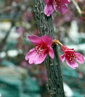 Tokyokirsebær rosa