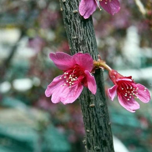 Tokyokirsebær rosa