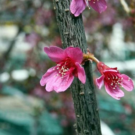 Tokyokirsebær rosa