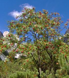 Klaser med røde rognebær på Sorbus aucuparia ‘Fastigiata’ Villrogn