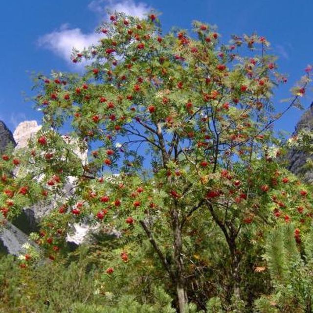 Klaser med røde rognebær på Sorbus aucuparia ‘Fastigiata’ Villrogn