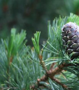 Nærbilde av gren med nåler og kongle på Pinus sibirica fk Toten E