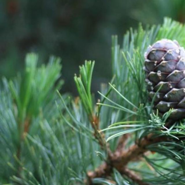 Nærbilde av gren med nåler og kongle på Pinus sibirica fk Toten E