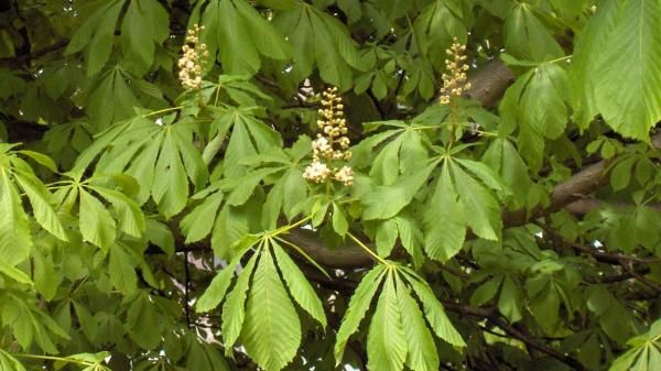 Aesculus hippocastanum norsk Hestekastanje