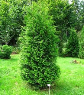 Liten, frittstående Thuja occidentalis ‘Brabant’