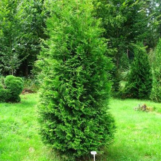 Liten, frittstående Thuja occidentalis ‘Brabant’