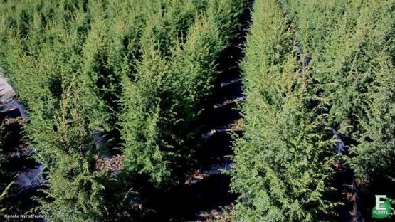  Juniperus communis ’Oskeladden’ E fjelleiner produsert av mellbyes planteskole