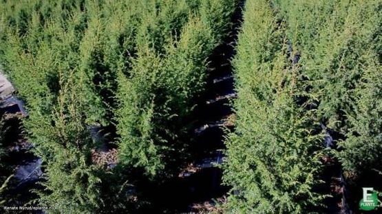  Juniperus communis ’Oskeladden’ E fjelleiner produsert av mellbyes planteskole