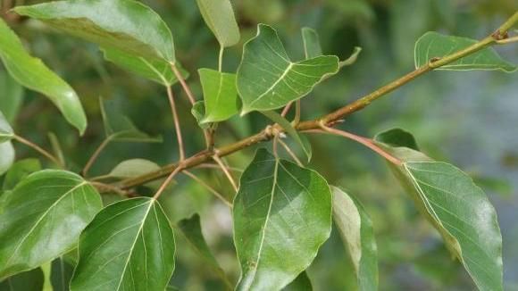 Populus trichocarpa ‘Spirit’ E Kjempepoppel