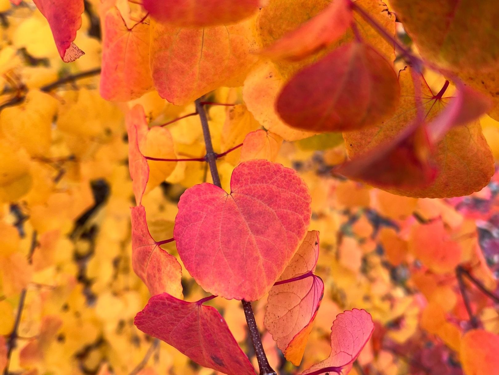 Cercidiphyllum japonicum fk Gøteborg E