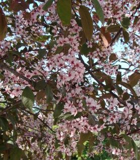 Prunus padus Colorata Hegg
