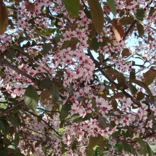 Prunus padus Colorata Hegg