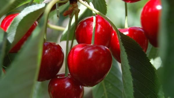 Røde, modne kirsebær på gren på Prunus avium ‘Sunburst’ søtkirsebærtre