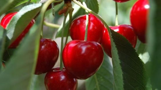 Røde, modne kirsebær på gren på Prunus avium ‘Sunburst’ søtkirsebærtre
