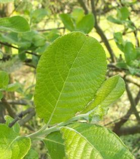 Salix caprea selje