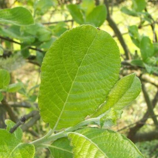Salix caprea selje