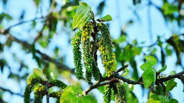 Populus tremula Osp