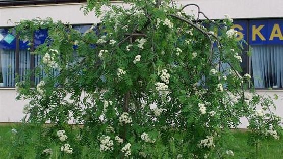 Sorbus Villrogn Pendula Kreml