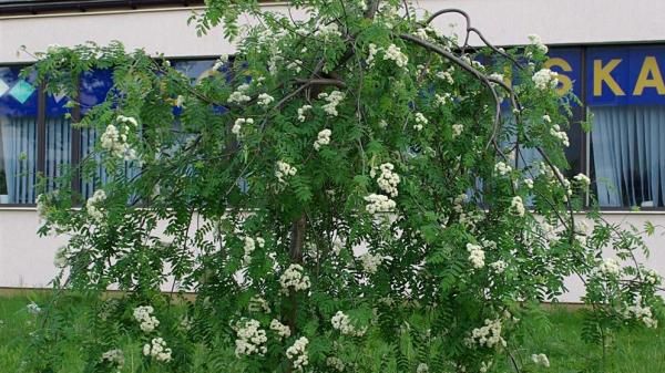 Sorbus Villrogn Pendula Kreml